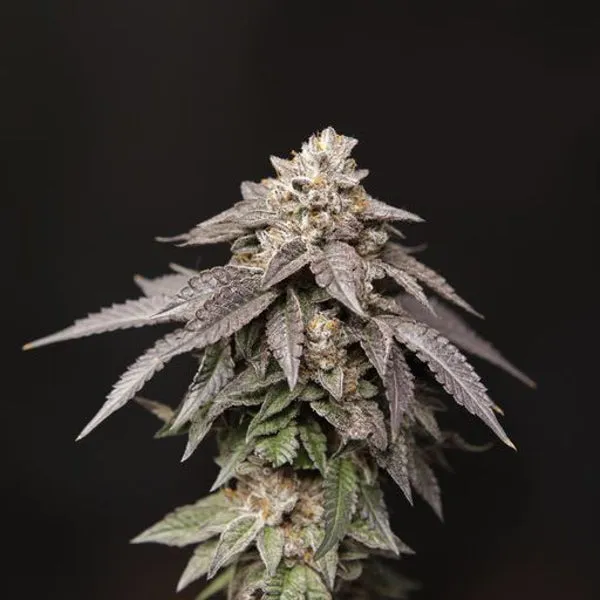 Perfect Tree - Granita ( 33 Splitter x Jet A )   3 Extra Tropicozz Seeds