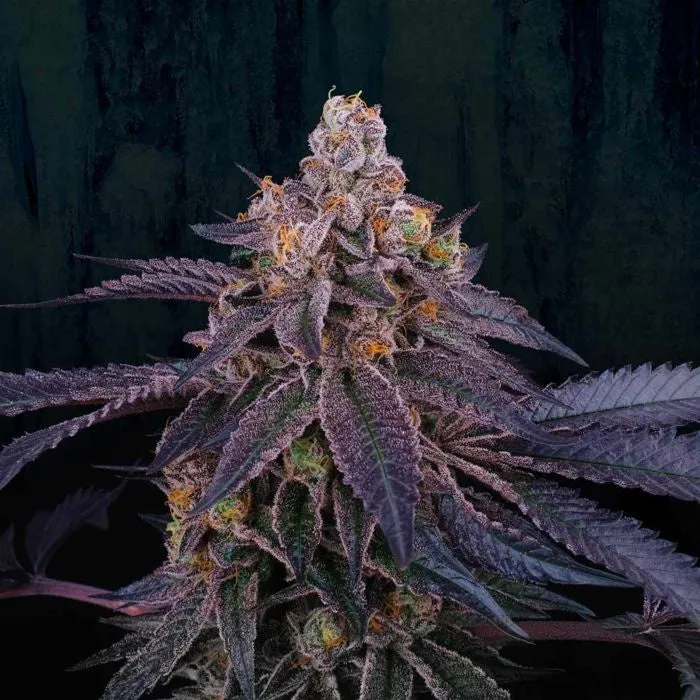 Perfect Tree - Granita ( 33 Splitter x Jet A )   3 Extra Tropicozz Seeds