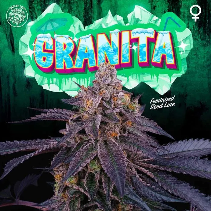 Perfect Tree - Granita ( 33 Splitter x Jet A )   3 Extra Tropicozz Seeds