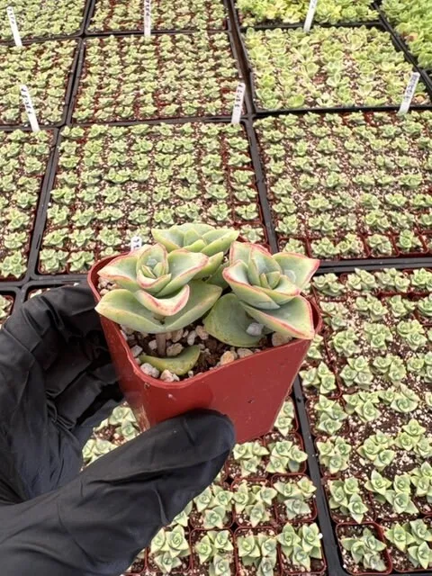 String of Buttons | Crassula Perforata | Necklace Vine | Stacked Crassula | Pagoda Plant | Live Succulent