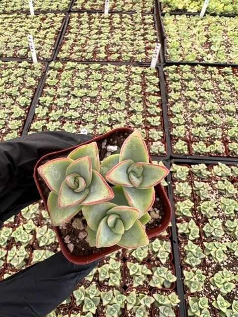 String of Buttons | Crassula Perforata | Necklace Vine | Stacked Crassula | Pagoda Plant | Live Succulent