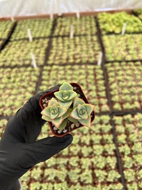 String of Buttons | Crassula Perforata | Necklace Vine | Stacked Crassula | Pagoda Plant | Live Succulent