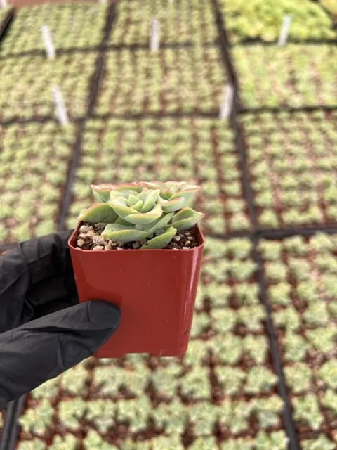 String of Buttons | Crassula Perforata | Necklace Vine | Stacked Crassula | Pagoda Plant | Live Succulent