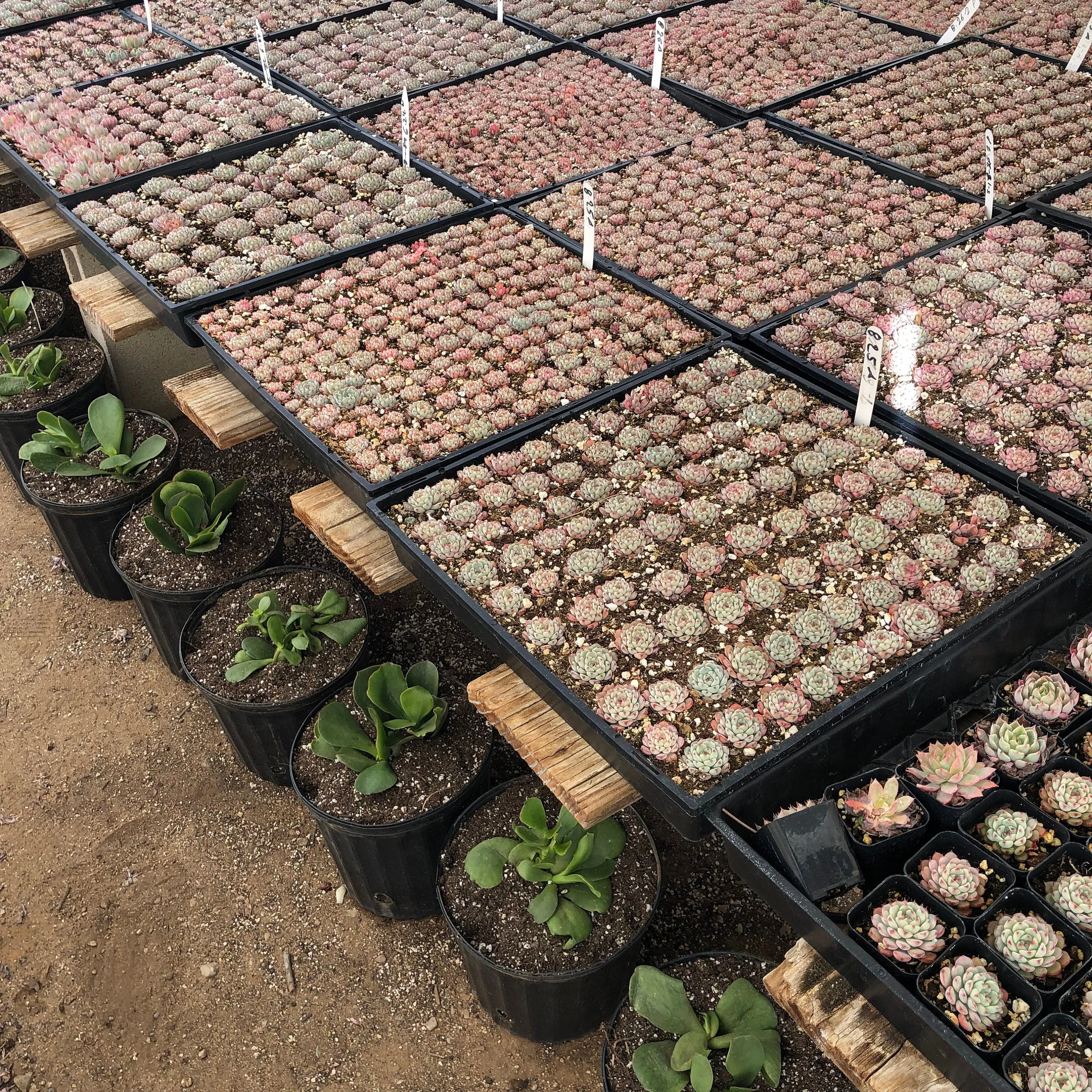 String of Buttons | Crassula Perforata | Necklace Vine | Stacked Crassula | Pagoda Plant | Live Succulent